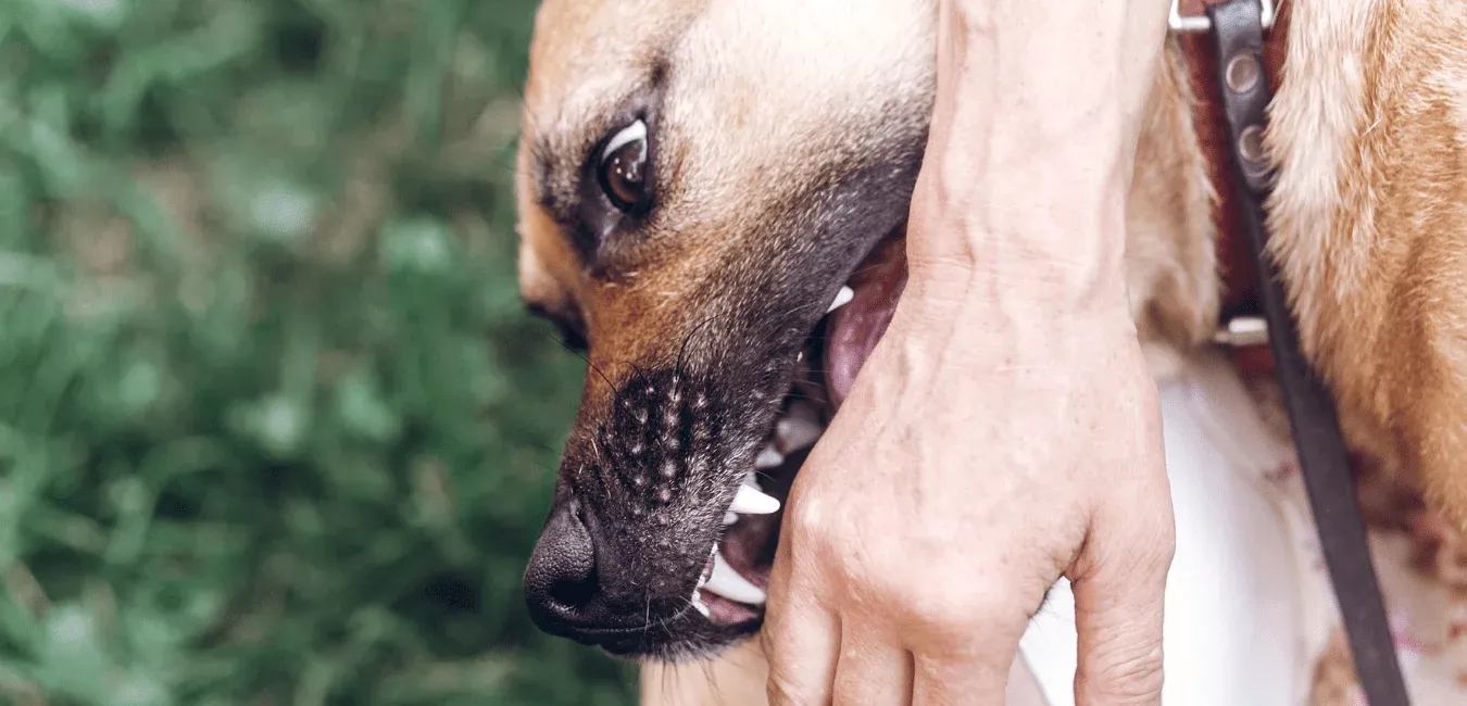 Dog Bite Lawyer