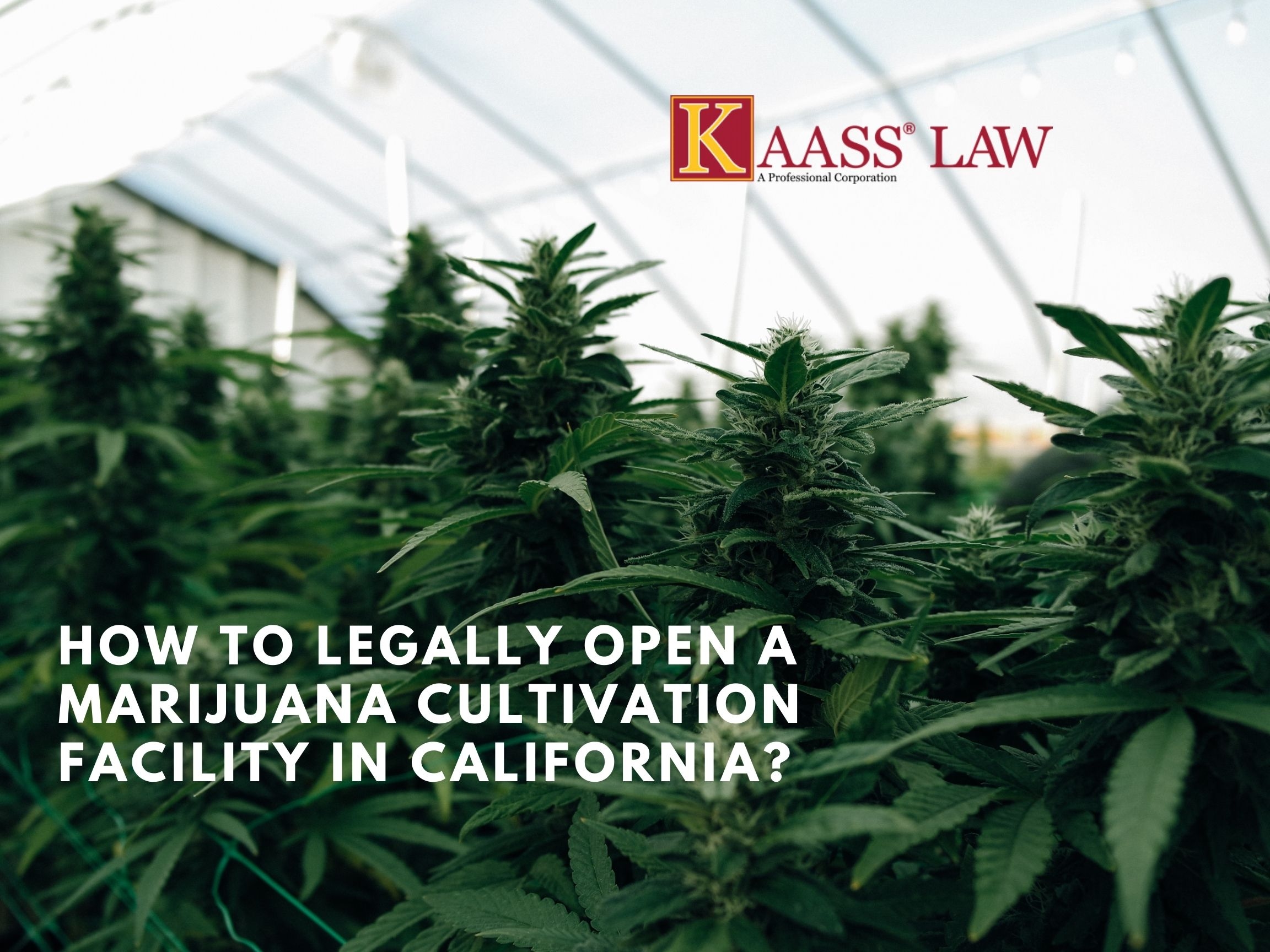 How to Legally Open a Marijuana Cultivation Facility in California?
