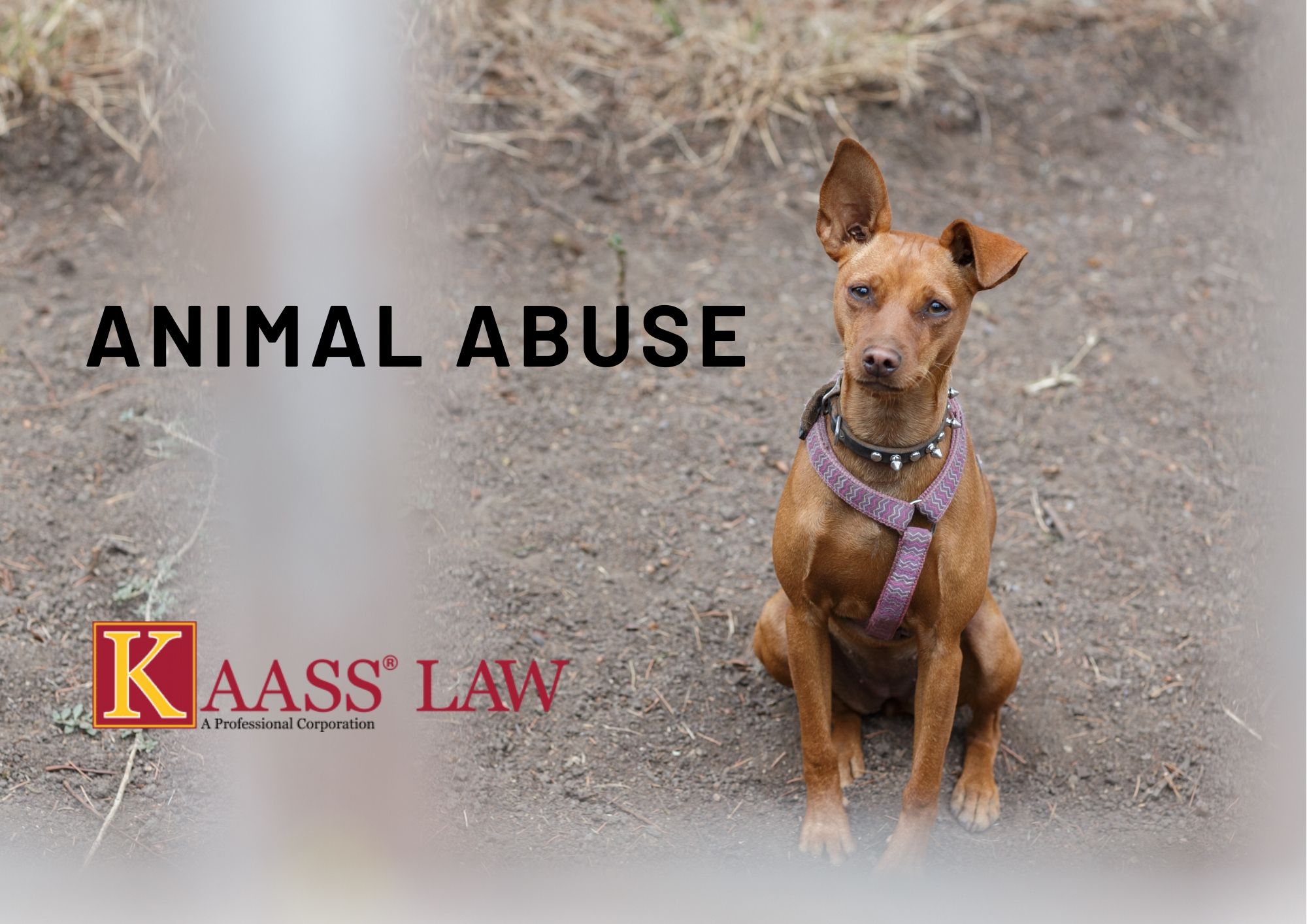 Animal Abuse Laws in California PC 597 - KAASS LAW